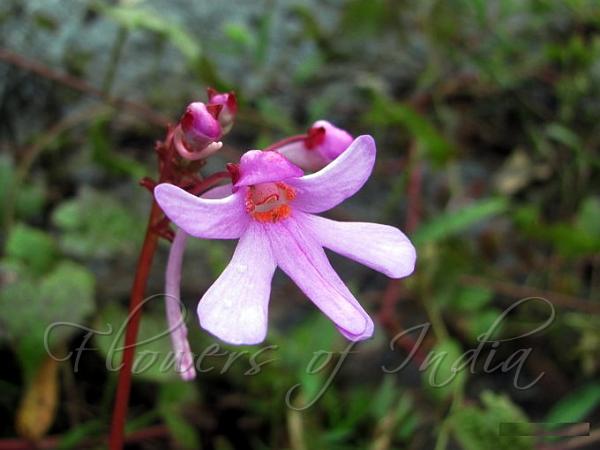 Runner-Forming Balsam